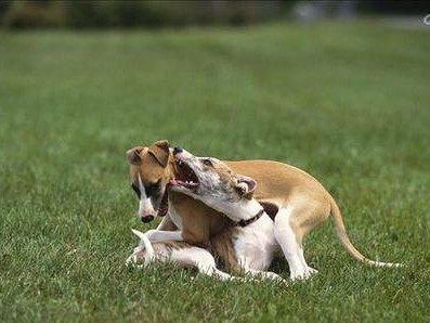 惠比特犬与其他狗的完美配对（探究最佳配对，为你的惠比特犬寻找最佳伴侣）