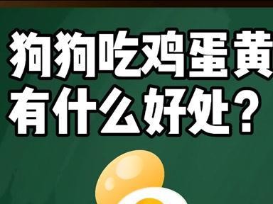 狗狗食用蛋黄的影响及注意事项（探讨狗狗长期摄入蛋黄对健康的影响以及合理蛋黄摄入量的建议）