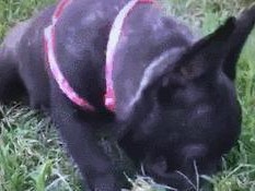 狗狗的成长过程中什么时候开始不添地板？（了解狗狗的生理发育和训练需求）