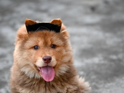 如何训练狗狗安静地坐下（掌握正确方法，让狗狗安静乖巧）