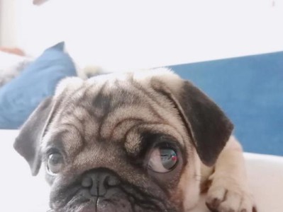 八哥犬之美丑解析（为什么八哥犬被认为丑陋不堪？）