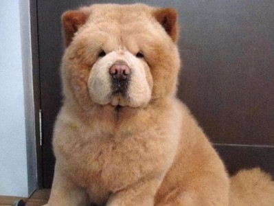 揭秘松狮犬的体味之谜（少人养松狮犬的原因究竟是什么？）