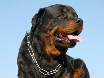 如何选择适合罗威纳犬的狗粮品牌（以罗威纳为例，探讨哪个品牌的狗粮更适合大型犬）