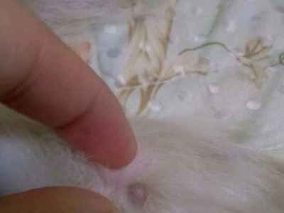 探究狗狗背上痘痘的原因（了解狗狗背上痘痘的类型及治疗方法）