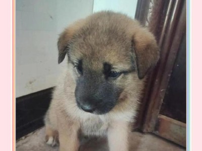 土狗的成长周期（以土狗为例，探讨其生长发育过程及时间节点）