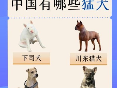 狗的被毛特征及分类方法（了解狗的被毛特征，轻松分类你的宠物）