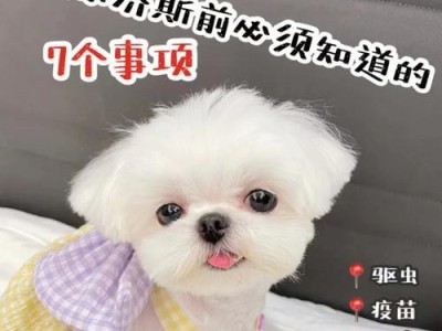 以马尔济斯犬的饲养方法（为你的爱犬提供最佳生活环境）