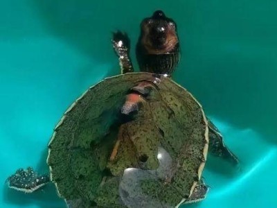 红冠棱背龟的饲养方法（如何给你的宠物红冠棱背龟提供最佳生活条件）