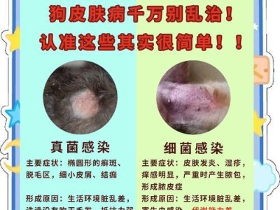 如何应对泰迪犬感染真菌问题？（探索治疗和预防措施，保护泰迪犬的健康）
