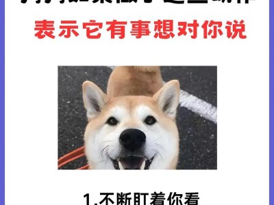 狗狗病危前的五个特征（最后一秒陪伴，别让它孤零零离开）