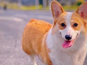 狗为什么会吃叶子？（探究狗吃叶子的原因与影响）