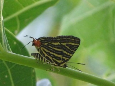 四眼蝶的饲养方法（养殖技巧、食物搭配、生活环境）