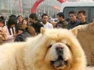 巴吉度犬的饲养方法（打造健康、快乐的宠物生活）