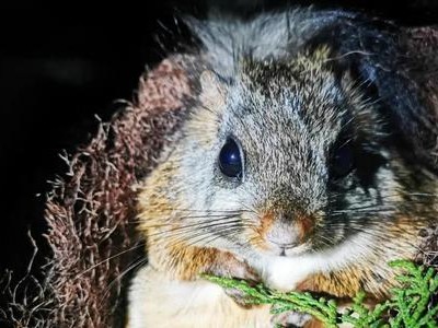 灰鼯鼠的完美饲养方法（如何让你的宠物灰鼯鼠快乐、健康地生活？）