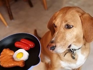 如何解决宠物狗狗挑食问题（让你的狗狗爱上吃饭）