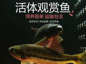 花斑鲉饲养全攻略（让你成为合格的花斑鲉爱好者）