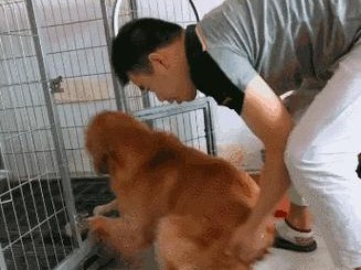 小狗为什么会磨屁股？（探究小狗磨屁股的原因和行为表达）