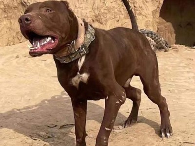 比特犬价格分析（了解比特犬的市场行情，为您的宠物选择提供参考）