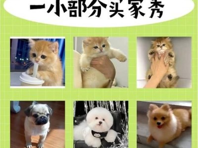 了解柯基犬的三个品种（选择你最喜欢的柯基犬）