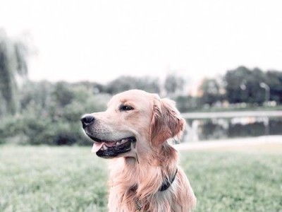 狗狗频繁放屁，气味特臭？了解肠胃疾病的关键（探讨狗狗放屁频繁和特臭的原因，以及肠胃疾病的可能性）
