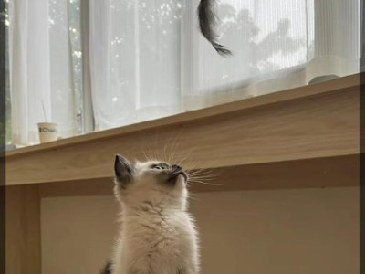 猫咪为什么喜欢在窗台上？（探寻猫咪天性的秘密）