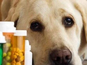 宠物狗感染传染性肠炎应该怎么办？（保护我们的爱宠免于病痛的方法）