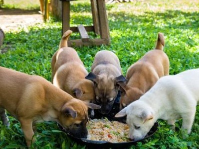 喂狗狗零食需要注意什么？（了解宠物营养需求，科学喂养小狗）