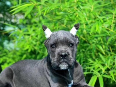 海南的优质犬舍之旅（探索海南岛上令人惊叹的犬舍，享受与爱犬的美好时光）