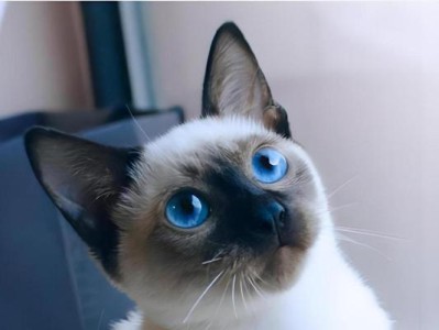 探秘暹罗猫的性格特点（活泼好动，充满好奇心的暹罗猫）