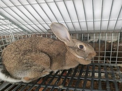 比利时兔的饲养指南（养殖技巧、食谱、疾病预防等）