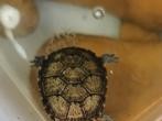 墨西哥地鼠龟的饲养方法详解（宠物饲养全攻略，让你成为地鼠龟专家）