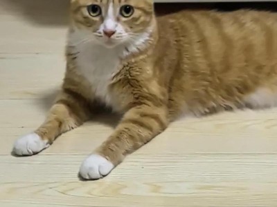 猫咪为何闻到某些东西会引发呕吐反应？（探究猫咪嗅觉的特殊性以及引发呕吐的原因）