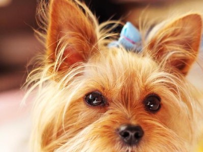 喂养约克夏犬的三个注意事项（为你的宠物提供最佳的饮食和生活方式，让其健康快乐成长）