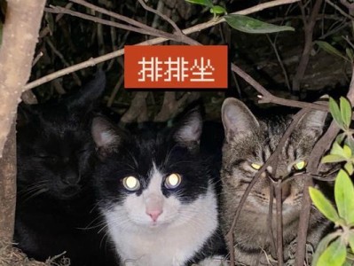 小猫虽不怕人，却一直在叫（探究小猫叫声背后的原因）