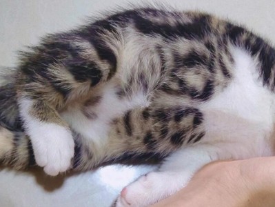 为什么猫一摸肚子就咬？（探索猫咪的肚子反应，揭秘背后的原因）