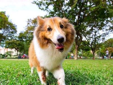 喜乐蒂犬的饮食习惯（能否吃水果？）