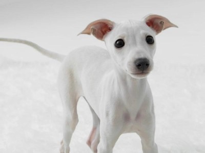 灵兔属于犬类中的哪个组？（探究灵兔犬的分类和特征）