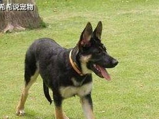 如何治疗德国牧羊犬的拉肚子？（宠物养护）