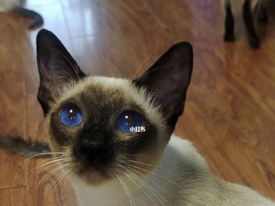 暹罗猫公的颜色特征及饲养要点（揭秘暹罗猫公的多样色彩与独特品质）