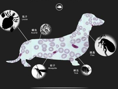 除跳蚤攻略，让宠物狗健康无虞！（一步步为你介绍狗狗除跳蚤的方法）