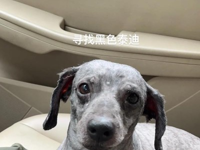 泰迪夹尾巴的时间及原因解析（探究泰迪夹尾巴的时机与动机，揭示背后的行为原因）