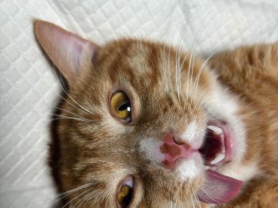 小猫乱拉乱尿怎么办？（解决小猫乱拉乱尿的方法）