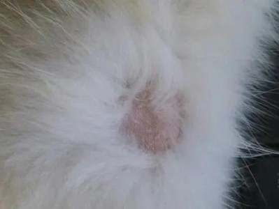 宠物猫咪皮肤病防控全攻略（了解这三种常见病，让猫咪健康快乐）