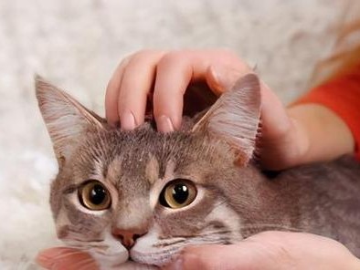 猫咪为什么会听从“颈捏”指令？（探究颈捏对猫咪的心理和生理效应）
