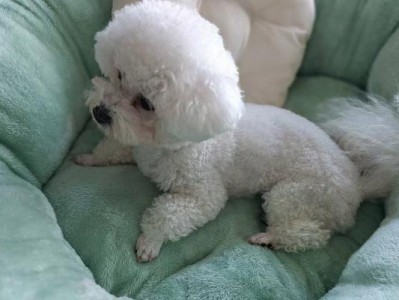 如何让泰迪乖乖睡觉（让你的宠物狗拥有良好的睡眠习惯）