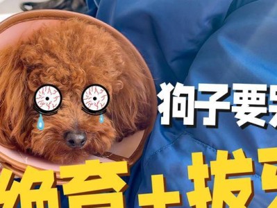 小狗泰迪绝育后的注意事项（绝育手术后的护理和健康建议）