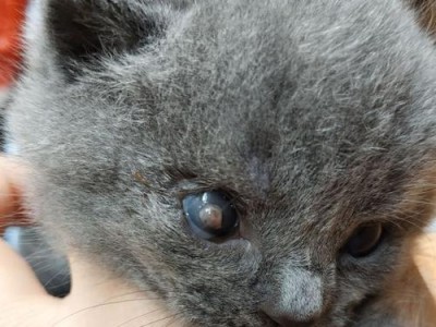宠物小猫为什么嘴边和眼睑会红肿？（探究小猫红肿的原因和治疗方法）