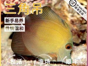 七彩吊的饲养方法（打造室内小清新的好选择）