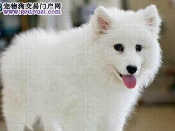 银狐犬的饲养全指南（萌宠必备，从银狐犬的喂养到训练全方位指导）