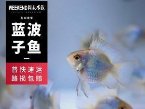 七彩凤凰鱼的饲养全指南（从选购到养护，教你成为凤凰鱼专家）